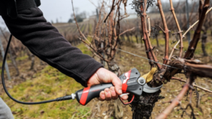 Sécateur électrique pour vigne : efficacité et précision